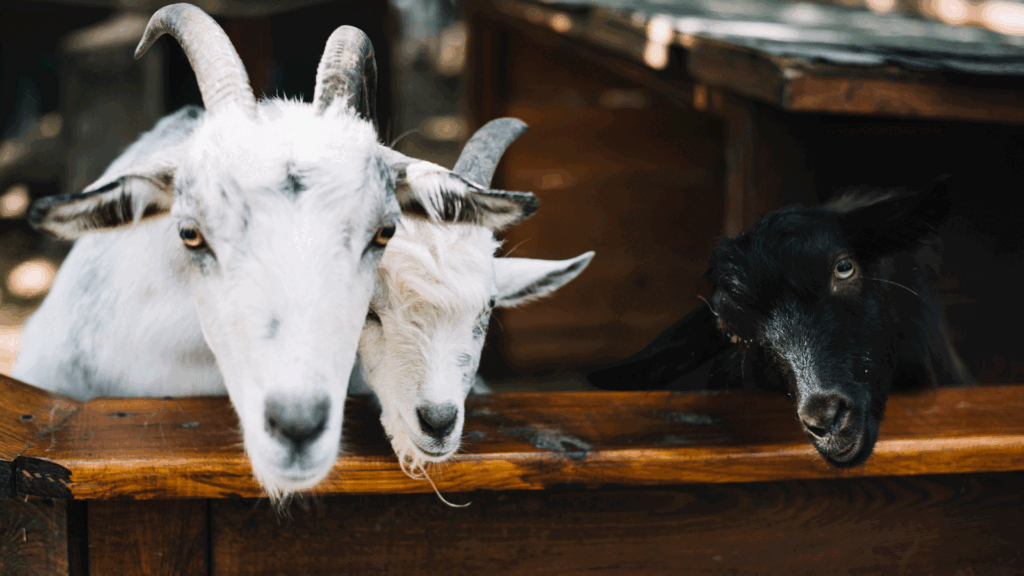 Two White And One Black Goat For Sale.