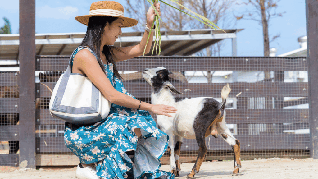 Woman Feeding Baby Goat.