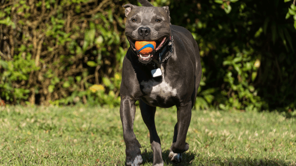 Pitbull Dog Playing With Orange Ball.