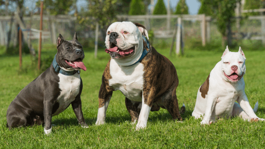 Three Types Of Pit Bull Breed Sitting on Grass.