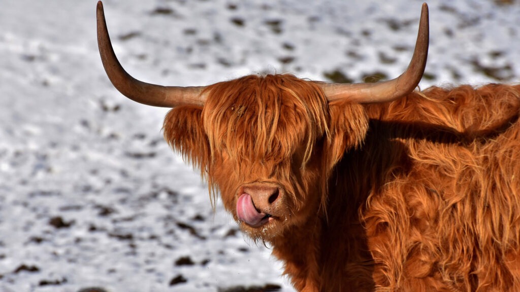 Highland Cow standing In Snow.