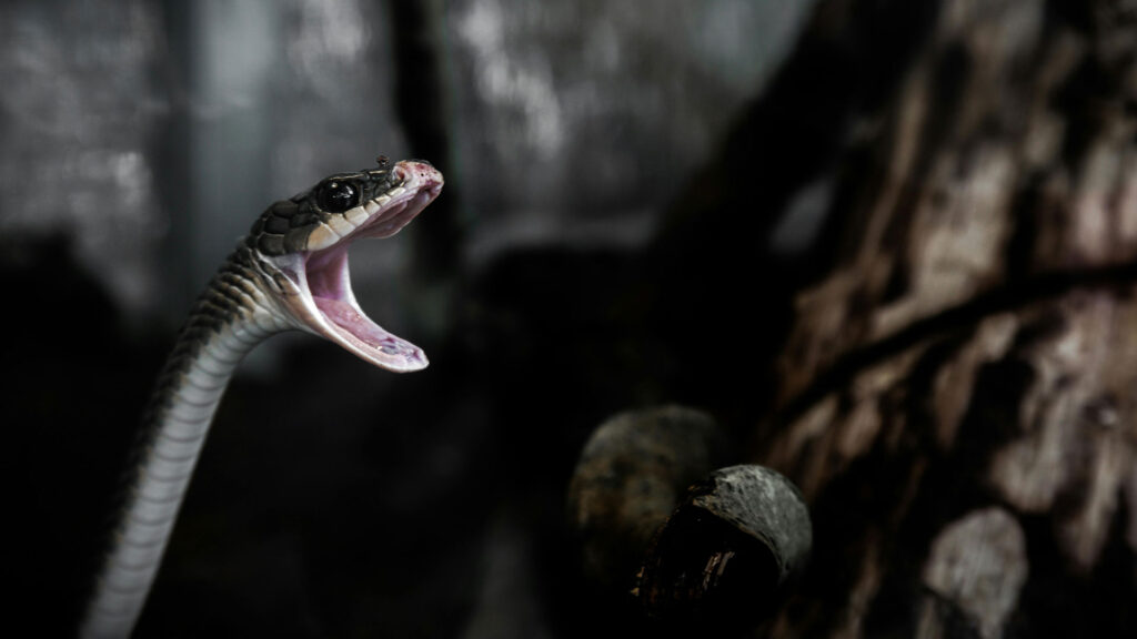 A small snake in your house trying to attack someone.
