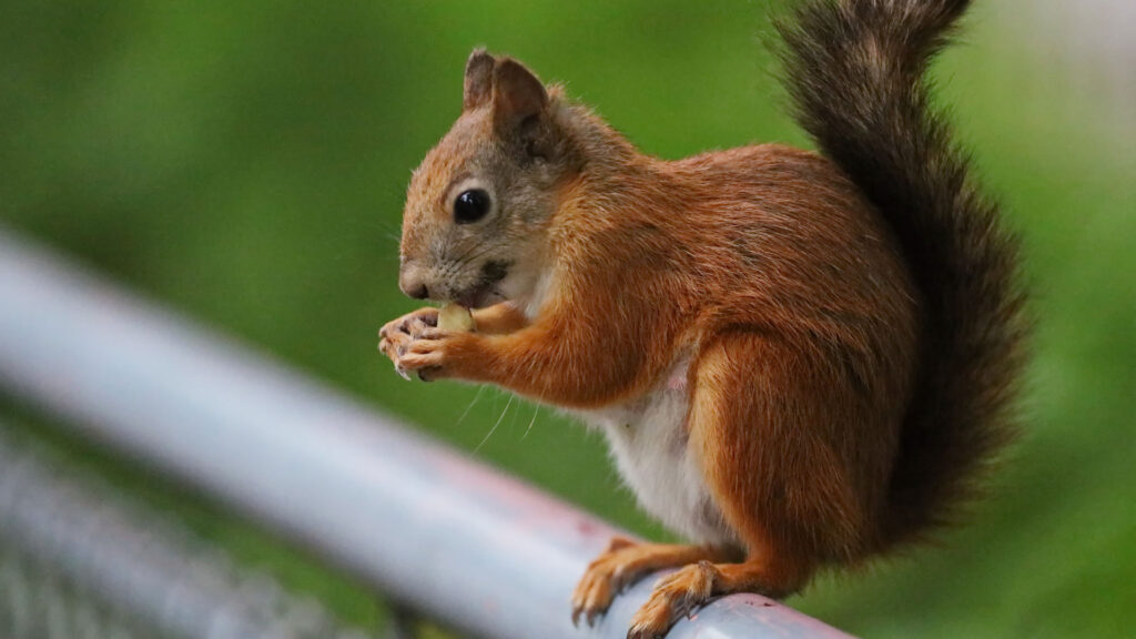 squirrel standing on railing and eating.